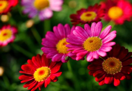 PRETTY FLOWERS - flowers, garden, blossoms, colors