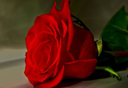 RED ROSE - love, symbol, petals, red, rose