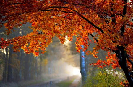 AUTUMN MIST - morning, leaves, tree, nature, mist, autumn