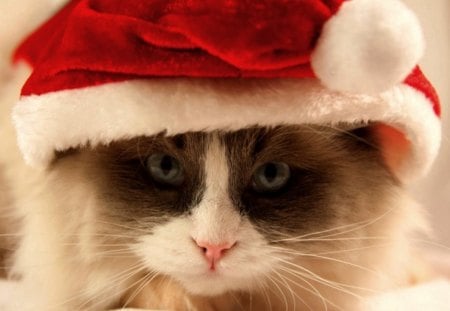 SANTA CAT