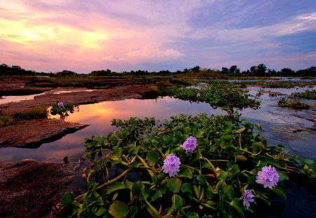 RIVER BLOSSOMS - nature, zimbabwe, the river, paul bruins photography, flowers, the zambezi, africa