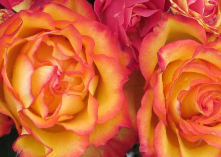 Color of Fire - roses, plants, petals, flora