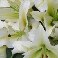 Bright Lillies