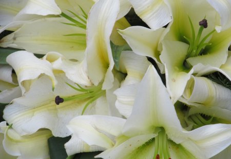 Bright Lillies