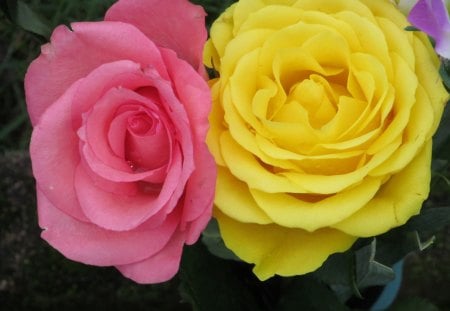 Two Heads are Better than One - flowers, flora, roses, petals