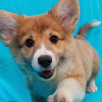 Hello, friends! :)