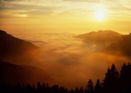 Misty Morning - clouds, trees, fog, forest, sun, sky