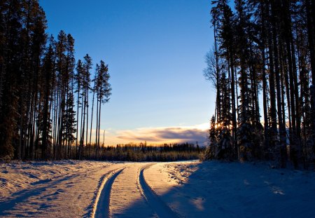 Forest Path in Winter - sunlight, trees, road, landscape, snow, sky