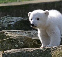 Little-Polar-Bear