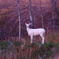 White Deer