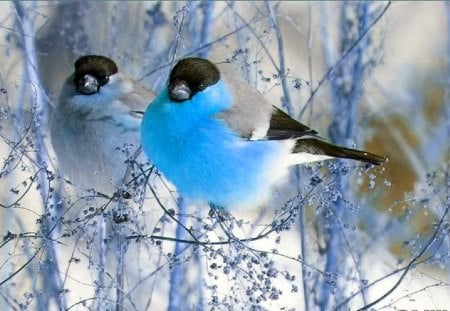 Winter birds - nice, pretty, cold, frozen, cute, birds, branches, winter, snowflakes, lovely, nature, frost, snow, beautiful, friends, sweet, friendship