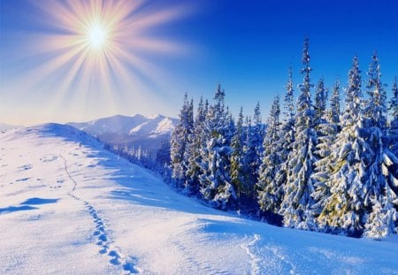 Rays in winter - nice, sky, dazzling, trees, ski, sun rays, pretty, snowy, rays, mountain, winter, slopes, lovely, bright, glow, snow, beautiful