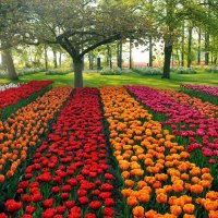 Tulips-Holland