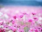 Pink Flowers