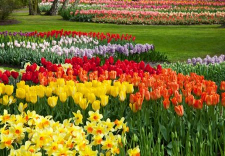 Colorful-Tulips - flowers, colorful, tulips, picture