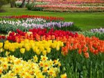 Colorful-Tulips