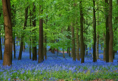 bluebells - spring, forest, trees, nature