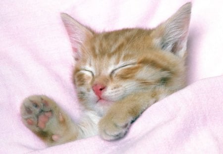 cute kitten - cute, little, kitten, ginger