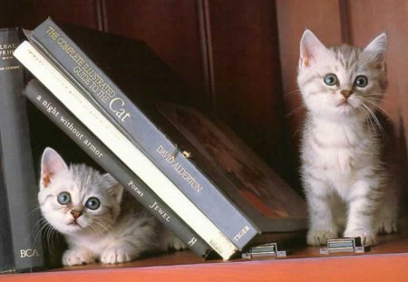 kittens - kittens, library, cute, little, books