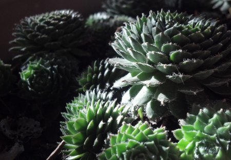 Hens and chicks - hens and chicks, plants, flowers, nature