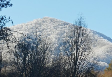 Snow Mountain Top - ice, trees, winter, cold, snow, mountains