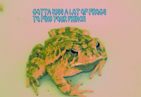 Find your Frog - colorful, fairytale, frog, funny