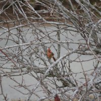 Mommy Cardinal in Pear Tree