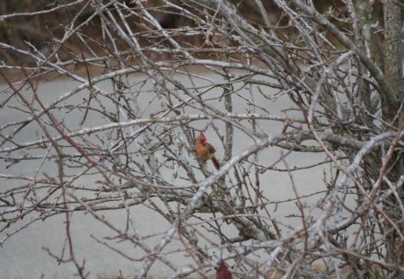 Mommy Cardinal in Pear Tree - pear tree, pretty, female, cardinal, red bird