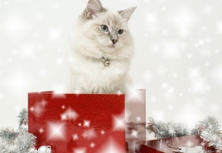 cat gift - gift, cat, red, box