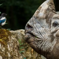 bird and rhino