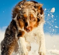 dog playing in the snow