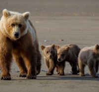 Bear mom and cubs