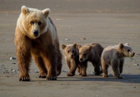 Bear mom and cubs - bear, mom, cubs, wild