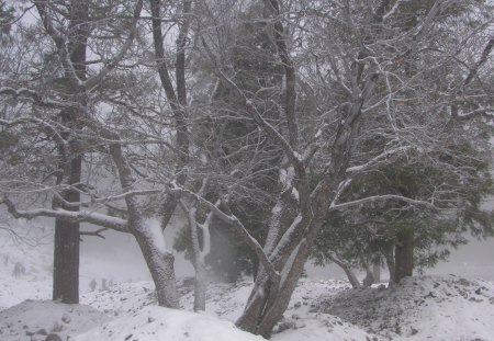 Snow In S. California, (Mt. Baldy) - southern california, forest, mountain, mt baldy, snow