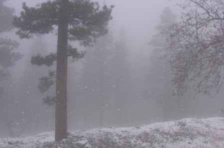 Snow & Fog (Mt Baldy) - california, trees, mountain, forest, mt baldy, snow, fog