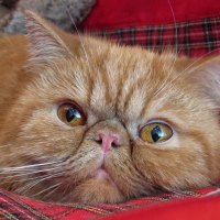 cute kitten