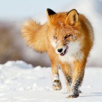 red fox