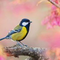 bird on branch