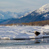 eagle in the snow