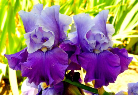 iris - grass, tree, iris, fields