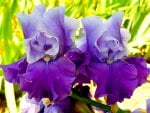 iris