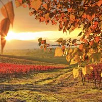 Vineyard in autumn