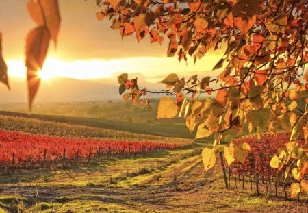 Vineyard in autumn - grape, hawaii, vineyard, tree, fields, nature, autumn