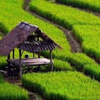 small house in the rice field