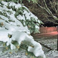 Evening Snow on the Pine