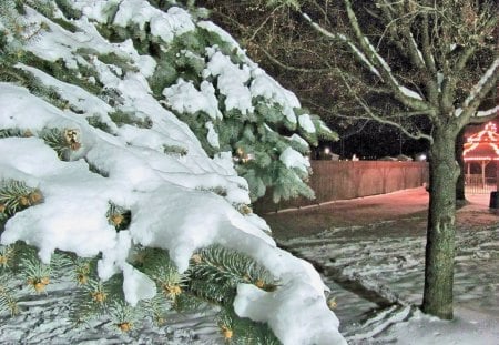 Evening Snow on the Pine - pine tree, winter, nature, snow, pine, tree, park