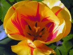 Colorful Tulip