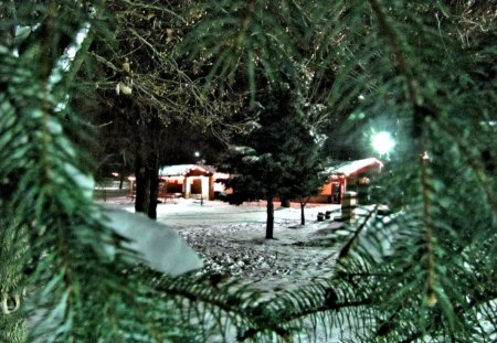 Circle of Pines - pine tree, winter, nature, snow, park