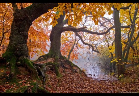 Gnarly Roots - trees, nature, roots, autumn