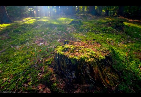 Just a Stump - nature, forest, trees